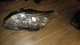 2017 2018 Chevy Malibu Headlight Front Driver Left Headlamp Chevrolet 84217584