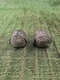 2009-2012 Infiniti FX35 FX50 Front Bumper Fog Light Lamp Set Left/Right OEM