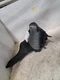 2016 A6 Audi Air Cleaner/Air Filter Housing Sku#4365470