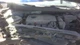 Used Deck Lid fits: 2018 Hyundai Sonata US built LED Grade A