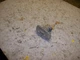 2005 Scion XB Front Left Marker Light