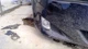 Passenger Corner/Park Light Fog-driving Sedan Fits 06-10 LEXUS IS250 9411812
