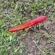 Genuine Mopar Fascia Reflector Right 68110374AA