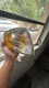 TYC Clear/Amber Corner Light Parking Lamp LEFT fits 1990-2002 MB SL-Class R129