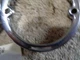 Park Light Lens Bezel, Square Edge SS Original Pair.  53-62 Corvette