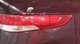 2016-2019 Kia Optima RH Passenger Quarter Panel Mounted Tail Light Lamp OEM